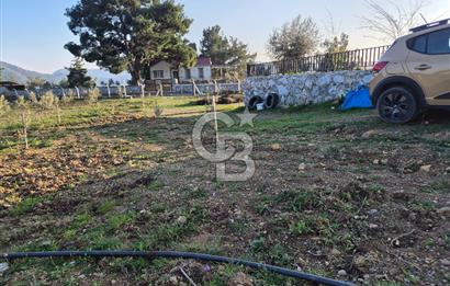 Seferihisar Orhanlı Satılık 4 Dönüm Zeytin Ağaçlı Tarla