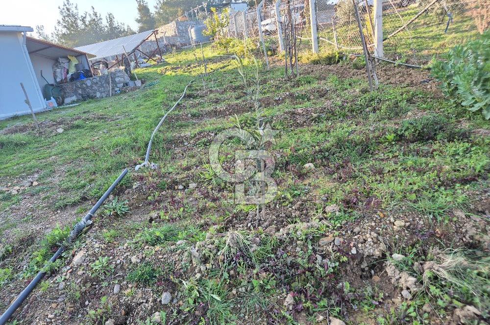 Seferihisar Orhanlı Satılık 4 Dönüm Zeytin Ağaçlı Tarla