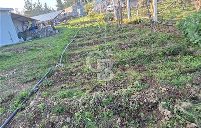 Seferihisar Orhanlı Satılık 4 Dönüm Zeytin Ağaçlı Tarla