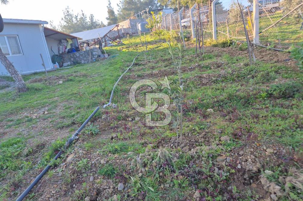 Seferihisar Orhanlı Satılık 4 Dönüm Zeytin Ağaçlı Tarla
