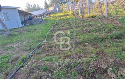 Seferihisar Orhanlı Satılık 4 Dönüm Zeytin Ağaçlı Tarla