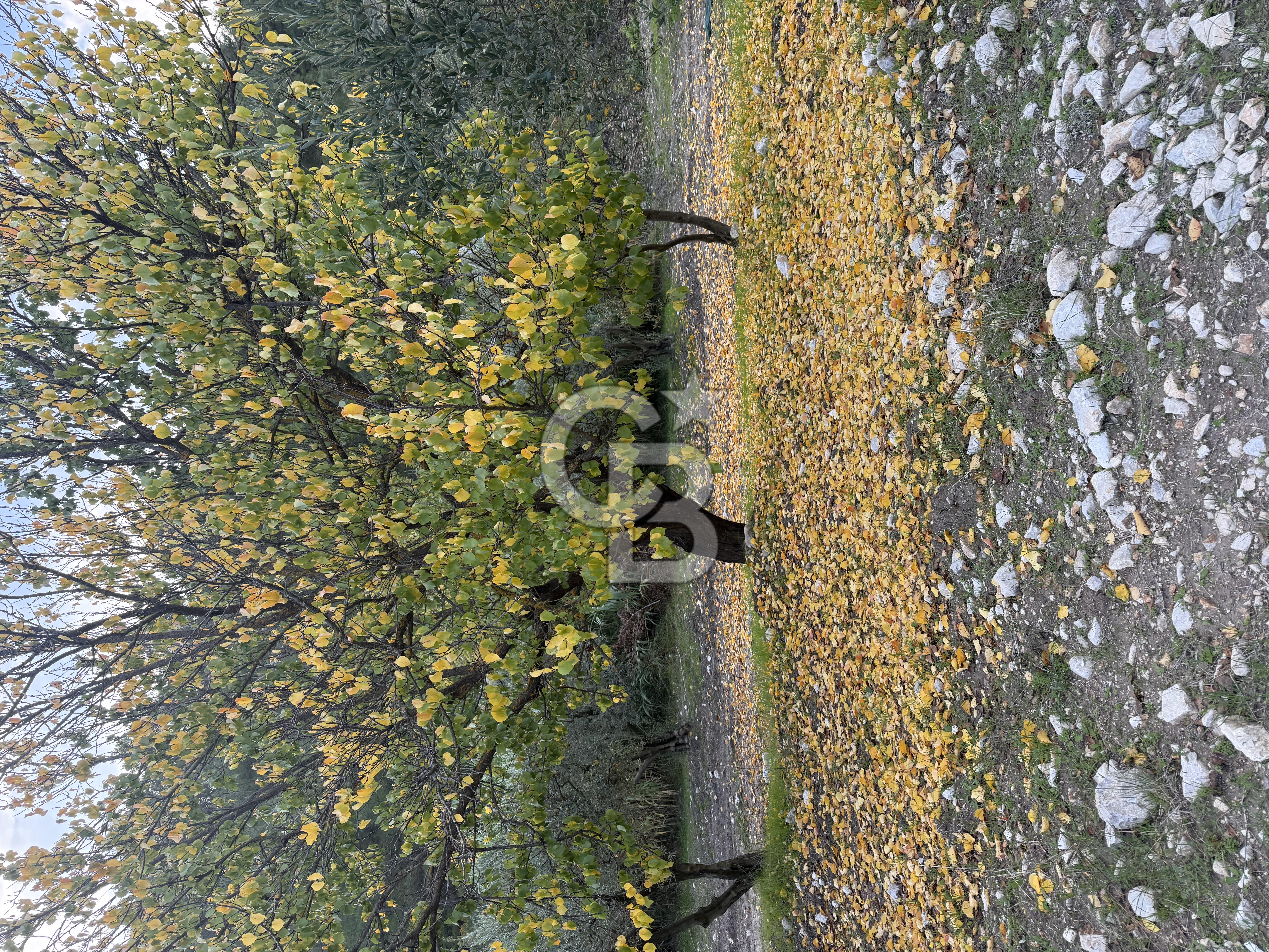 Akhisarda 12.056m2 zeytinlik 