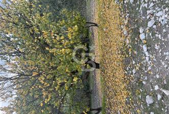 Akhisarda 12.056m2 zeytinlik  - 1 - 317534