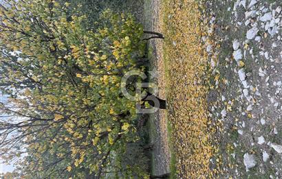 Akhisarda 12.056m2 zeytinlik 