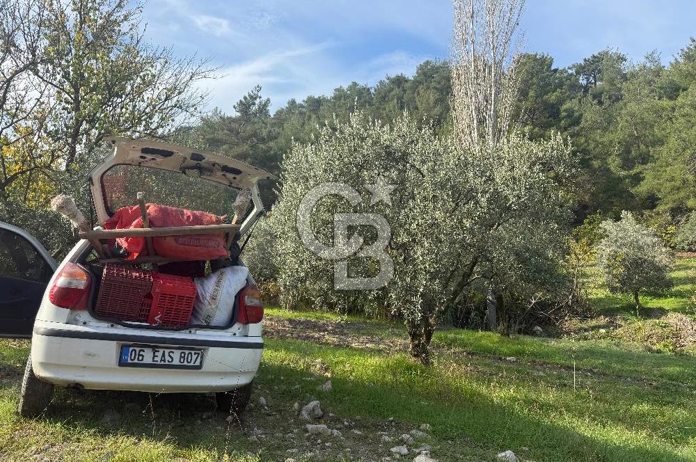 Akhisarda 12.056m2 zeytinlik 