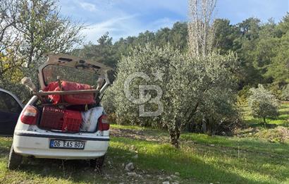 Akhisarda 12.056m2 zeytinlik 