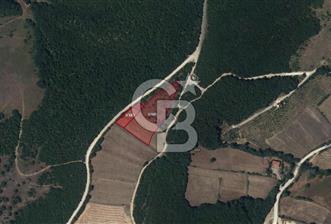 SAMSUN /KAVAK Kazancı Mahallesinde Yol Cepheli 7.136 m² Verimli Tarla - 1 - 318011