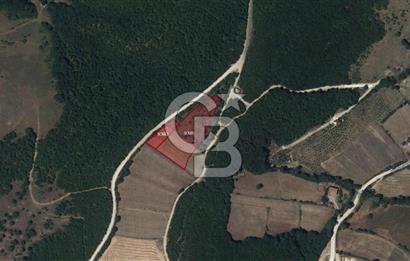 SAMSUN /KAVAK Kazancı Mahallesinde Yol Cepheli 7.136 m² Verimli Tarla