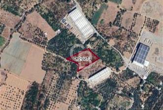 KEMALPAŞA KIZILÜZÜM MEVKİİ SATILIK 6312 m2 BAĞ - 1 - 318007