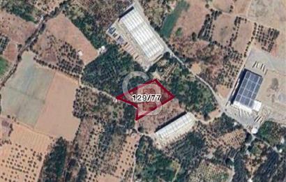 KEMALPAŞA KIZILÜZÜM MEVKİİ SATILIK 6312 m2 BAĞ