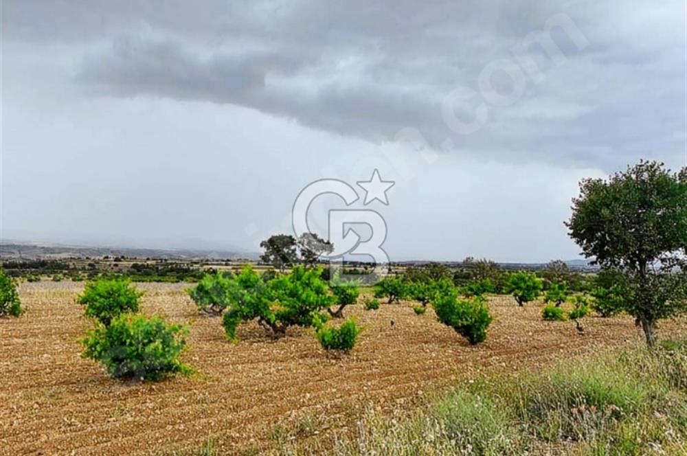 Çal Kocaköy'de Satılık Üzüm Bağı