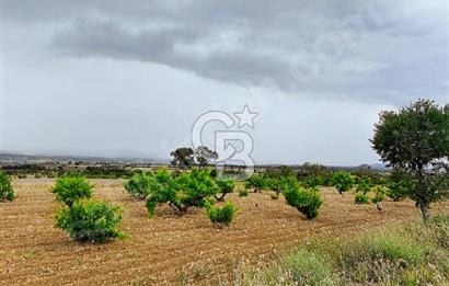 Çal Kocaköy'de Satılık Üzüm Bağı
