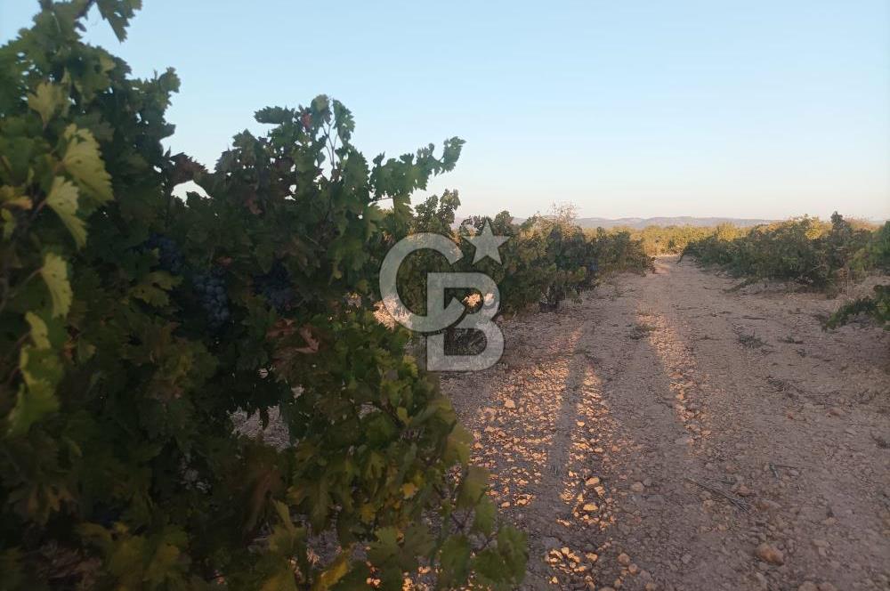 Denizli,Bekilli,Yeşiloba'da üzüm bağı