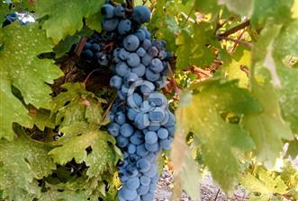 Denizli,Bekilli,Yeşiloba'da üzüm bağı - 2 - 318120