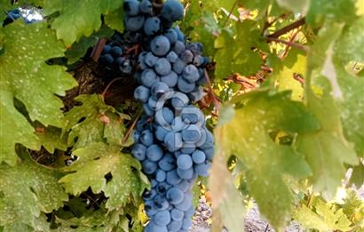 Denizli,Bekilli,Yeşiloba'da üzüm bağı