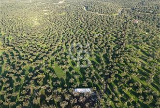 AYVALIK GAZİKEMALPAŞA MAHALLESİ KUYULU 500 AĞAÇLI ZEYTİNLİK - 2 - 318082