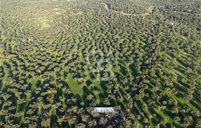 AYVALIK GAZİKEMALPAŞA MAHALLESİ KUYULU 500 AĞAÇLI ZEYTİNLİK