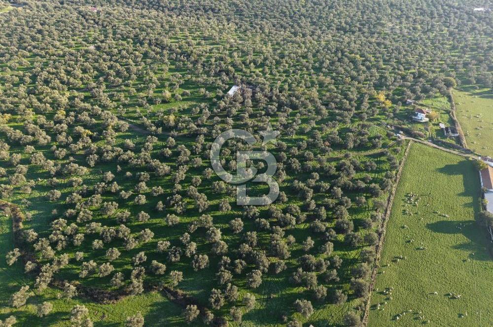 AYVALIK GAZİKEMALPAŞA MAHALLESİ KUYULU 500 AĞAÇLI ZEYTİNLİK