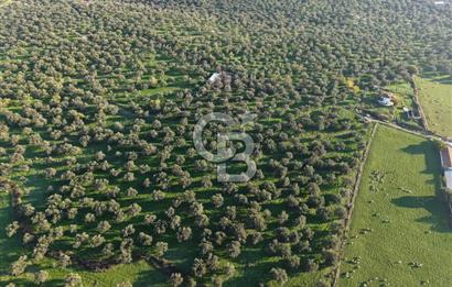 AYVALIK GAZİKEMALPAŞA MAHALLESİ KUYULU 500 AĞAÇLI ZEYTİNLİK