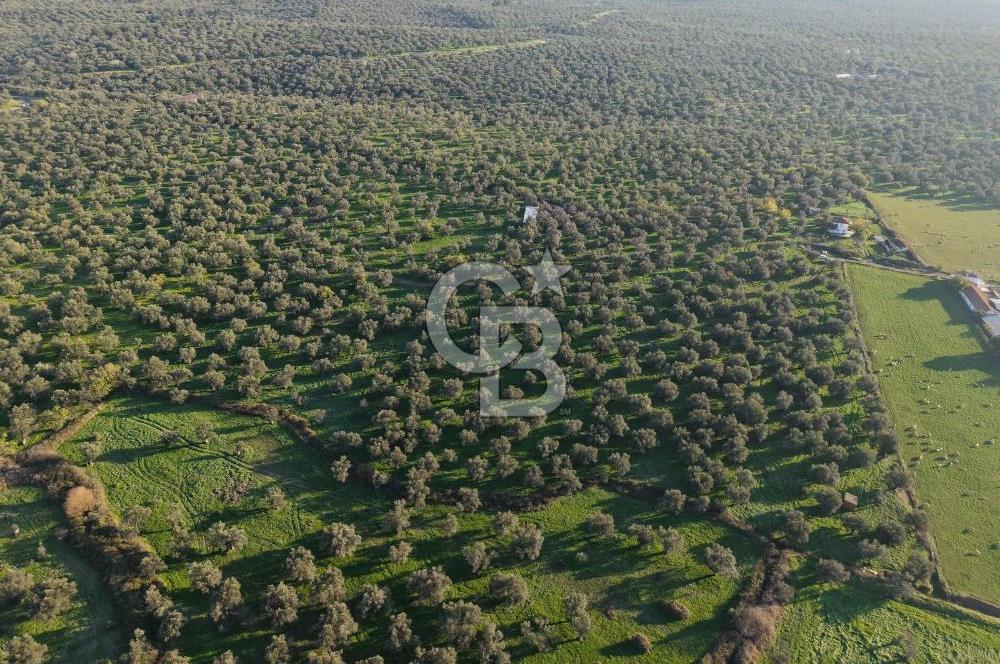 AYVALIK GAZİKEMALPAŞA MAHALLESİ KUYULU 500 AĞAÇLI ZEYTİNLİK