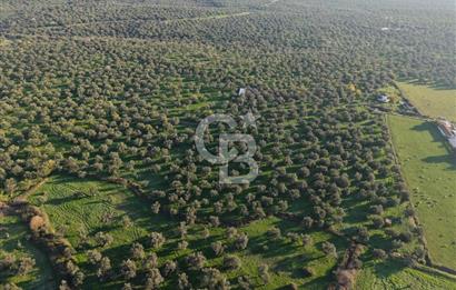 AYVALIK GAZİKEMALPAŞA MAHALLESİ KUYULU 500 AĞAÇLI ZEYTİNLİK