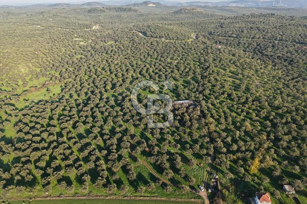 AYVALIK GAZİKEMALPAŞA MAHALLESİ KUYULU 500 AĞAÇLI ZEYTİNLİK