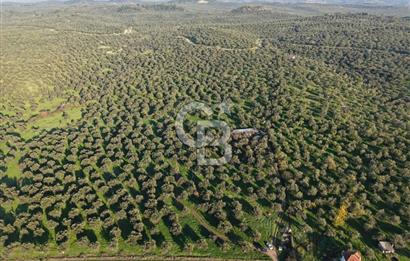 AYVALIK GAZİKEMALPAŞA MAHALLESİ KUYULU 500 AĞAÇLI ZEYTİNLİK
