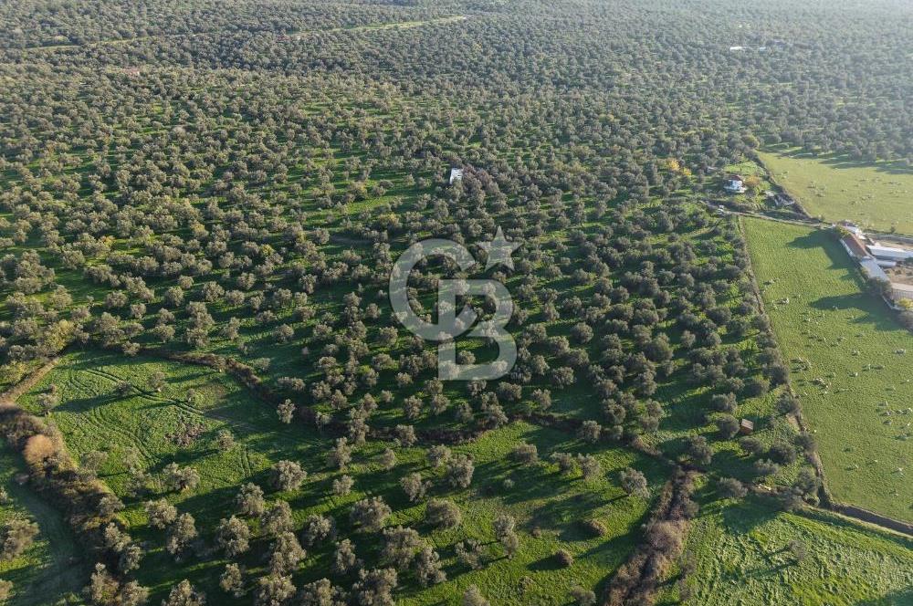 AYVALIK GAZİKEMALPAŞA MAHALLESİ KUYULU 500 AĞAÇLI ZEYTİNLİK