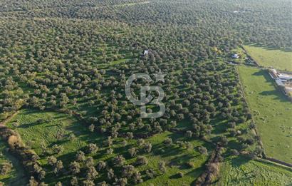 AYVALIK GAZİKEMALPAŞA MAHALLESİ KUYULU 500 AĞAÇLI ZEYTİNLİK