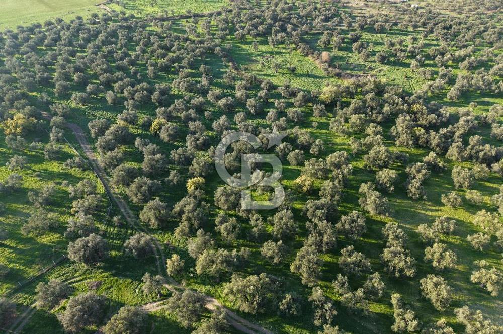 AYVALIK GAZİKEMALPAŞA MAHALLESİ KUYULU 500 AĞAÇLI ZEYTİNLİK