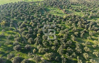 AYVALIK GAZİKEMALPAŞA MAHALLESİ KUYULU 500 AĞAÇLI ZEYTİNLİK