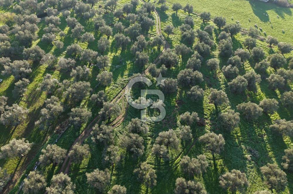 AYVALIK GAZİKEMALPAŞA MAHALLESİ KUYULU 500 AĞAÇLI ZEYTİNLİK