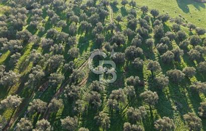 AYVALIK GAZİKEMALPAŞA MAHALLESİ KUYULU 500 AĞAÇLI ZEYTİNLİK