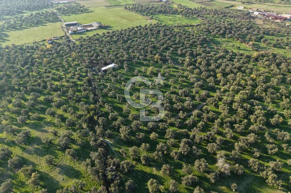 AYVALIK GAZİKEMALPAŞA MAHALLESİ KUYULU 500 AĞAÇLI ZEYTİNLİK