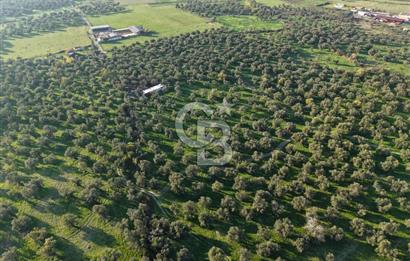 AYVALIK GAZİKEMALPAŞA MAHALLESİ KUYULU 500 AĞAÇLI ZEYTİNLİK