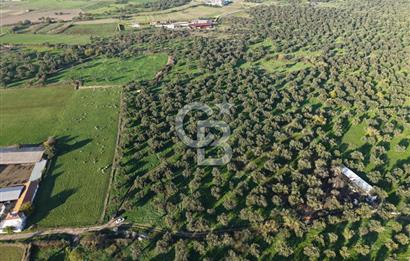 AYVALIK GAZİKEMALPAŞA MAHALLESİ KUYULU 500 AĞAÇLI ZEYTİNLİK