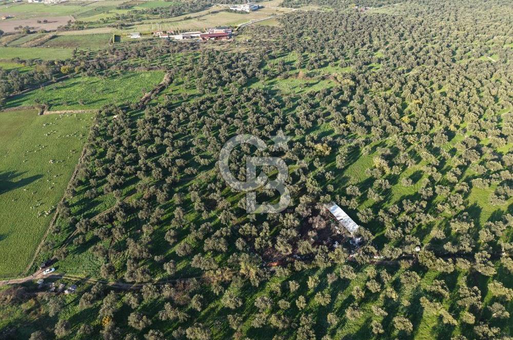 AYVALIK GAZİKEMALPAŞA MAHALLESİ KUYULU 500 AĞAÇLI ZEYTİNLİK