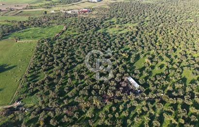 AYVALIK GAZİKEMALPAŞA MAHALLESİ KUYULU 500 AĞAÇLI ZEYTİNLİK