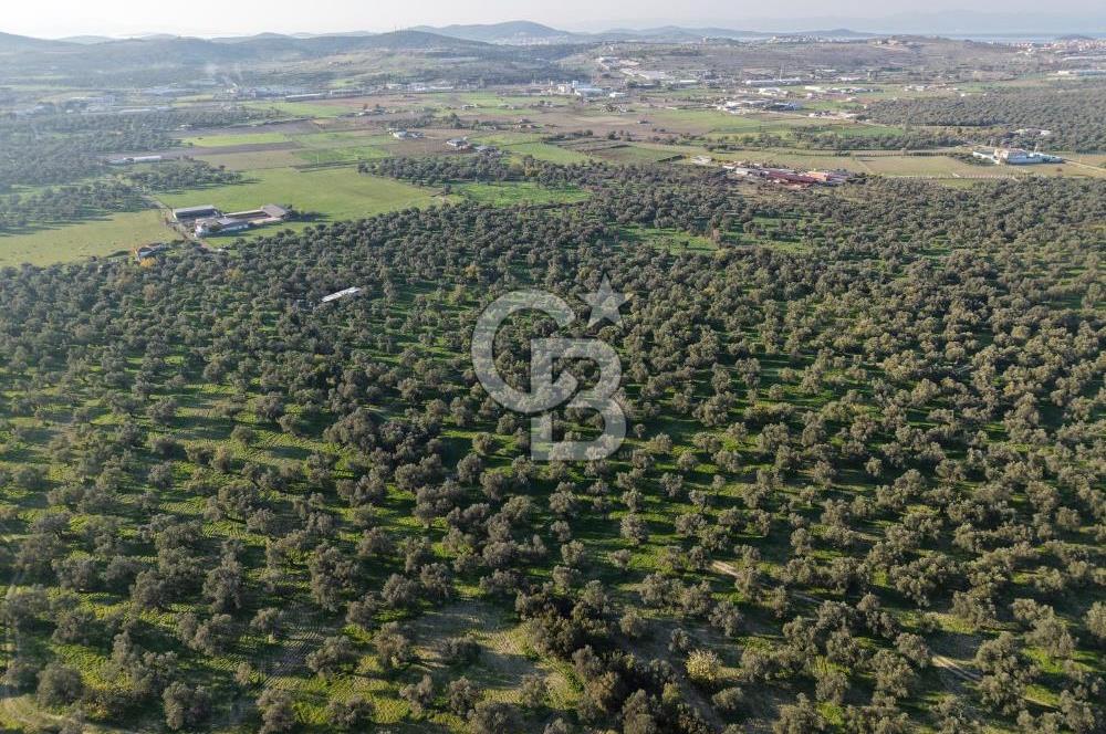 AYVALIK GAZİKEMALPAŞA MAHALLESİ KUYULU 500 AĞAÇLI ZEYTİNLİK