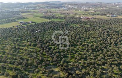 AYVALIK GAZİKEMALPAŞA MAHALLESİ KUYULU 500 AĞAÇLI ZEYTİNLİK
