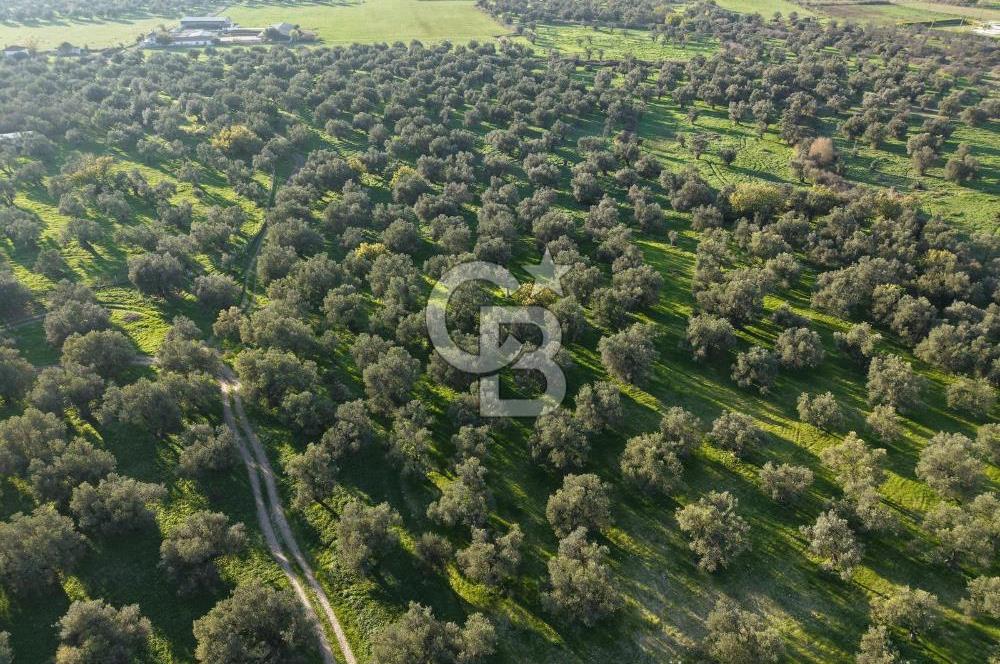 AYVALIK GAZİKEMALPAŞA MAHALLESİ KUYULU 500 AĞAÇLI ZEYTİNLİK