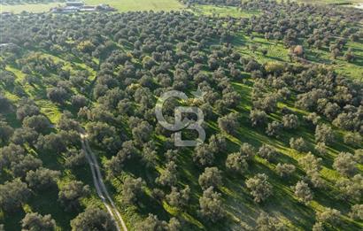 AYVALIK GAZİKEMALPAŞA MAHALLESİ KUYULU 500 AĞAÇLI ZEYTİNLİK