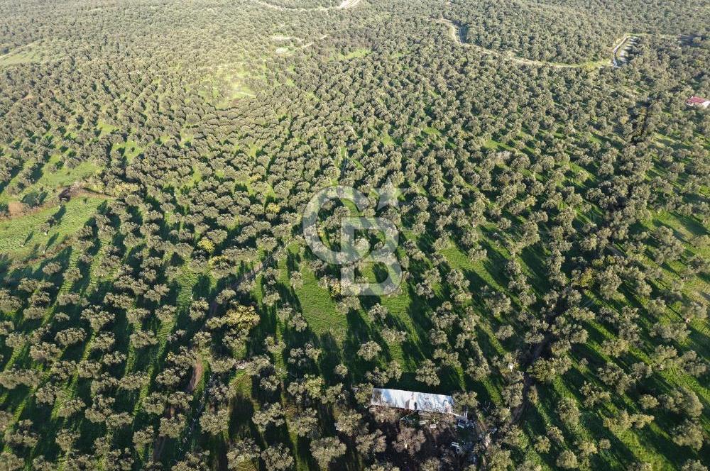 AYVALIK GAZİKEMALPAŞA MAHALLESİ KUYULU 500 AĞAÇLI ZEYTİNLİK