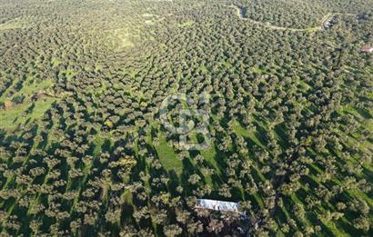 AYVALIK GAZİKEMALPAŞA MAHALLESİ KUYULU 500 AĞAÇLI ZEYTİNLİK