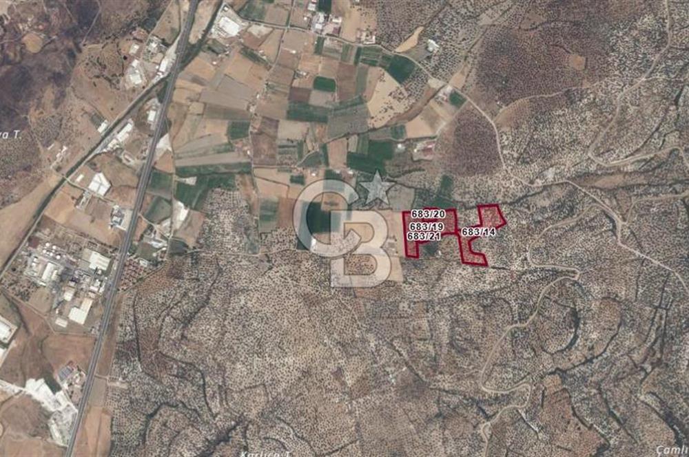 AYVALIK GAZİKEMALPAŞA MAHALLESİ KUYULU 500 AĞAÇLI ZEYTİNLİK