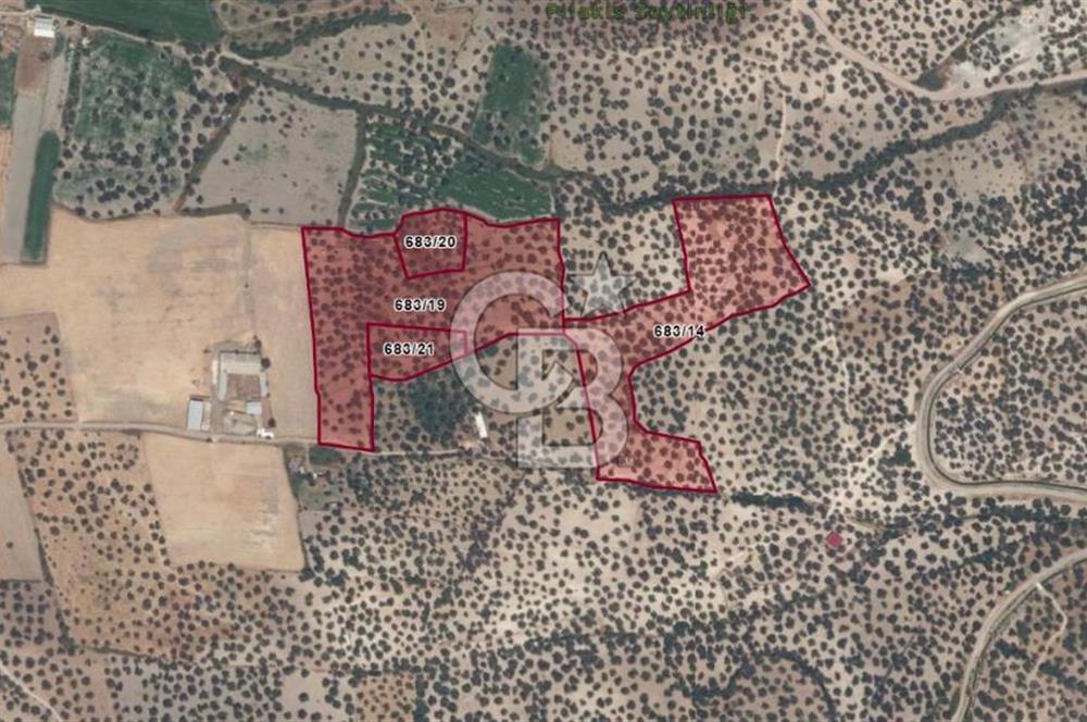 AYVALIK GAZİKEMALPAŞA MAHALLESİ KUYULU 500 AĞAÇLI ZEYTİNLİK