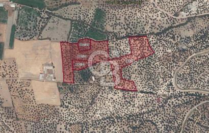 AYVALIK GAZİKEMALPAŞA MAHALLESİ KUYULU 500 AĞAÇLI ZEYTİNLİK