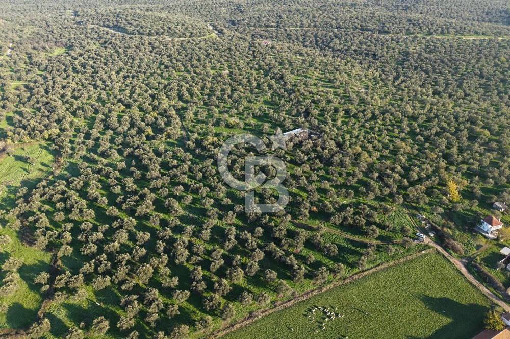 AYVALIK GAZİKEMALPAŞA MAHALLESİ KUYULU 500 AĞAÇLI ZEYTİNLİK