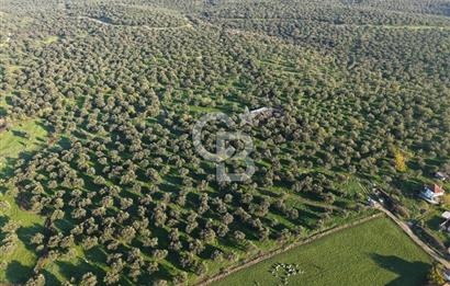 AYVALIK GAZİKEMALPAŞA MAHALLESİ KUYULU 500 AĞAÇLI ZEYTİNLİK