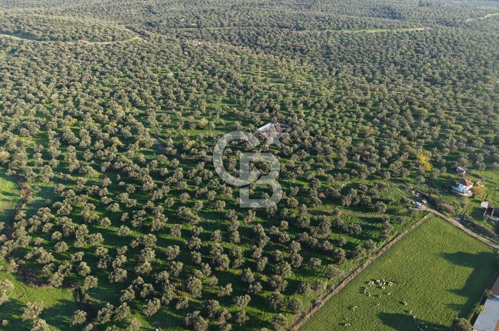 AYVALIK GAZİKEMALPAŞA MAHALLESİ KUYULU 500 AĞAÇLI ZEYTİNLİK